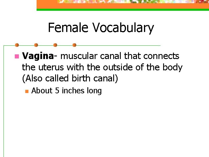 Female Vocabulary n Vagina- muscular canal that connects the uterus with the outside of