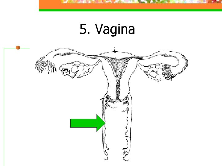 5. Vagina 