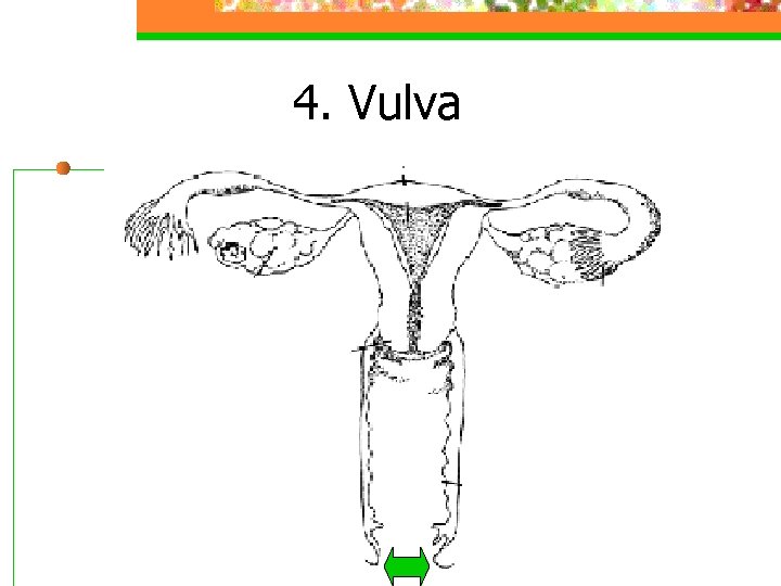 4. Vulva 