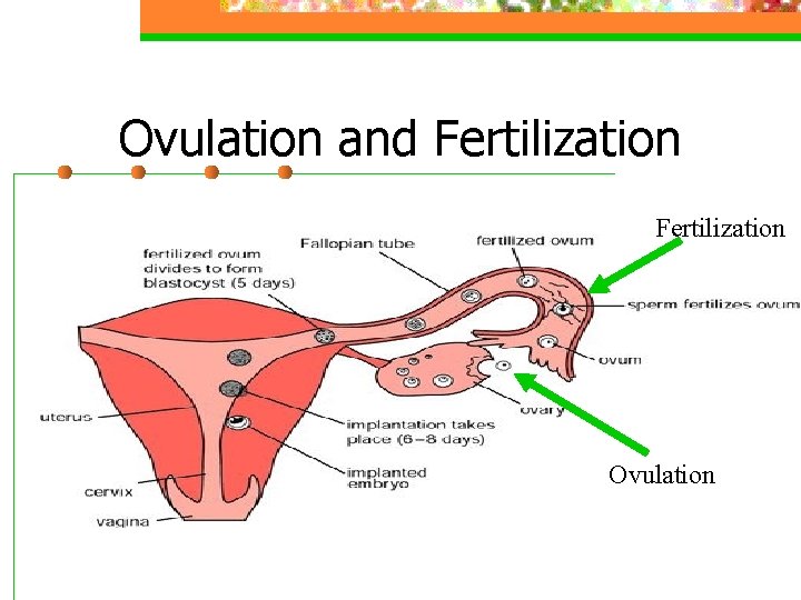 Ovulation and Fertilization Ovulation 