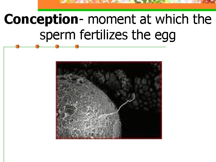 Conception- moment at which the sperm fertilizes the egg 