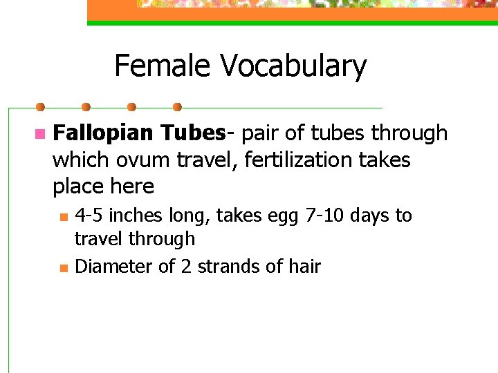 Female Vocabulary n Fallopian Tubes- pair of tubes through which ovum travel, fertilization takes