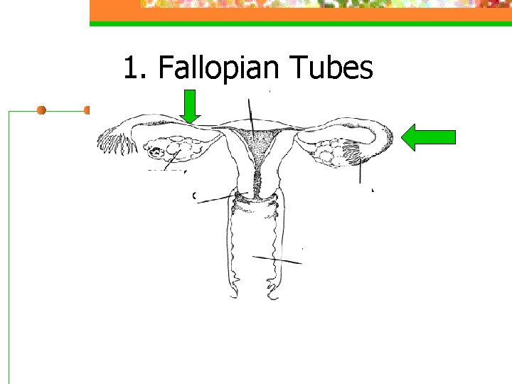 1. Fallopian Tubes 
