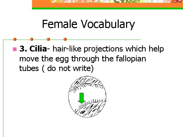 Female Vocabulary n 3. Cilia- hair-like projections which help move the egg through the