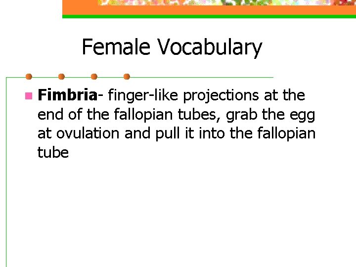 Female Vocabulary n Fimbria- finger-like projections at the end of the fallopian tubes, grab