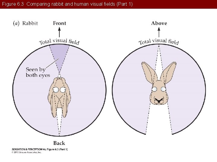 Figure 6. 3 Comparing rabbit and human visual fields (Part 1) 