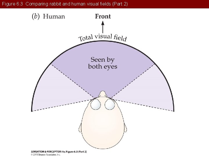 Figure 6. 3 Comparing rabbit and human visual fields (Part 2) 