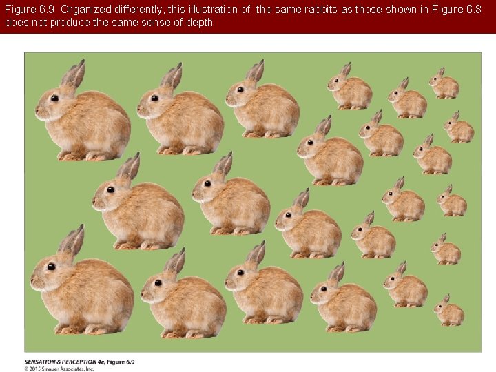 Figure 6. 9 Organized differently, this illustration of the same rabbits as those shown