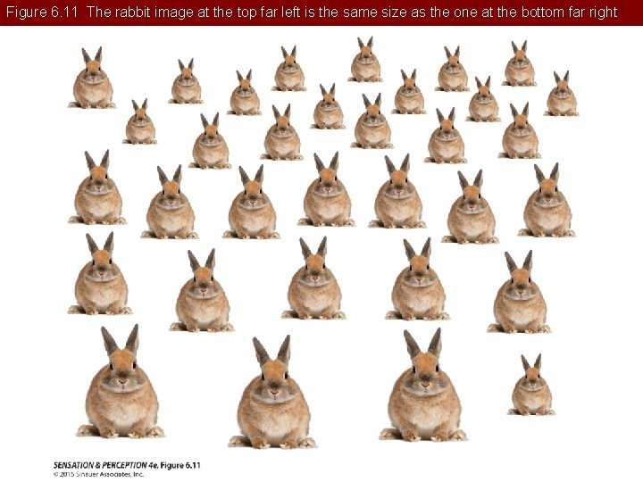 Figure 6. 11 The rabbit image at the top far left is the same