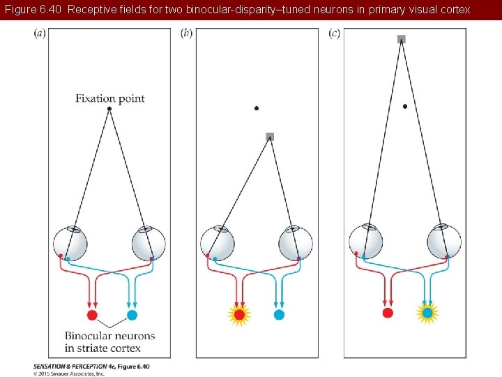 Figure 6. 40 Receptive fields for two binocular-disparity–tuned neurons in primary visual cortex 