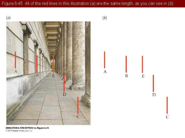 Figure 6. 45 All of the red lines in this illustration (a) are the