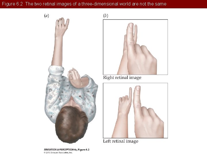 Figure 6. 2 The two retinal images of a three-dimensional world are not the