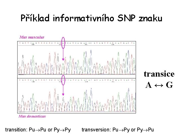 Příklad informativního SNP znaku transice A↔G transition: Pu Pu or Py Py transversion: Pu