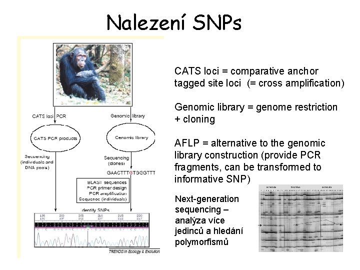 Nalezení SNPs CATS loci = comparative anchor tagged site loci (= cross amplification) Genomic