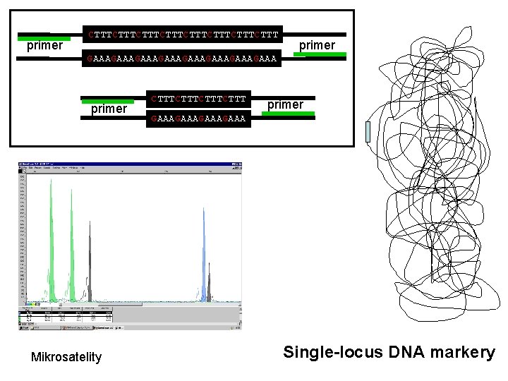 primer CTTTCTTTCTTTCTTT primer GAAAGAAAGAAAGAAA primer Mikrosatelity CTTTCTTT primer GAAAGAAA Single-locus DNA markery 