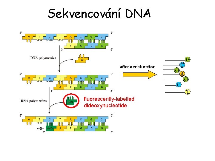 Sekvencování DNA after denaturation G C G A G C T fluorescently-labelled dideoxynucleotide 