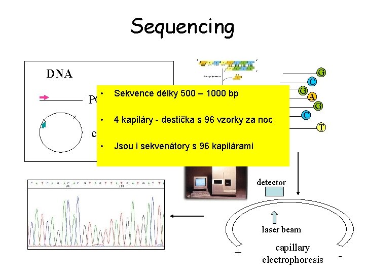 Sequencing DNA G • Sekvence délky 500 – 1000 bp • 4 kapiláry -