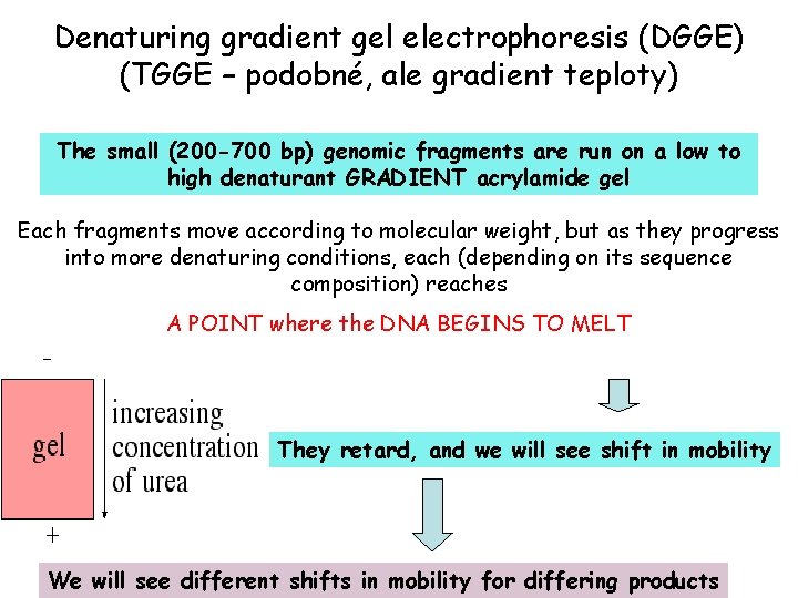 Denaturing gradient gel electrophoresis (DGGE) (TGGE – podobné, ale gradient teploty) The small (200