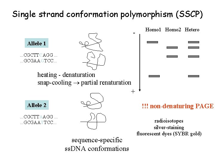 Single strand conformation polymorphism (SSCP) - Homo 1 Homo 2 Hetero Allele 1. .