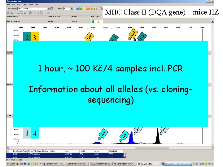 MHC Class II (DQA gene) – mice HZ 2 3 3 3 2 2