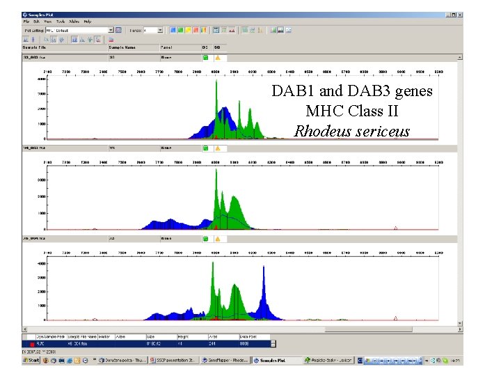 Disadvantages • DAB 1 and DAB 3 genes need for electrophoresis optimisation MHC Class