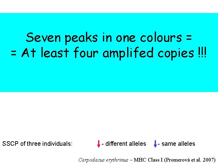 Seven peaks in one colours = = At least four amplifed copies !!! SSCP