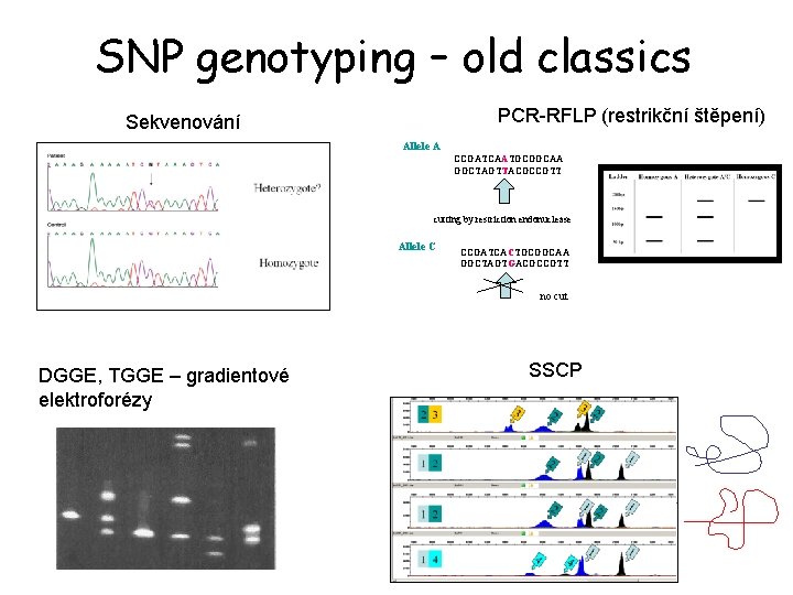 SNP genotyping – old classics PCR-RFLP (restrikční štěpení) Sekvenování Allele A CCGATCAATGCGGCAA GGCTAGTTACGCCGTT cutting