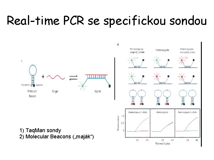 Real-time PCR se specifickou sondou 1) Taq. Man sondy 2) Molecular Beacons („maják“) 