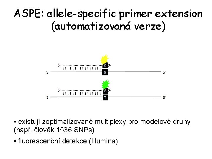 ASPE: allele-specific primer extension (automatizovaná verze) • existují zoptimalizované multiplexy pro modelové druhy (např.