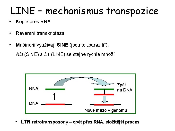 LINE – mechanismus transpozice • Kopie přes RNA • Reversní transkriptáza • Mašinerii využívají