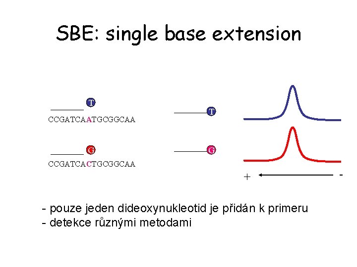 SBE: single base extension T CCGATCAATGCGGCAA G T G CCGATCACTGCGGCAA + - pouze jeden