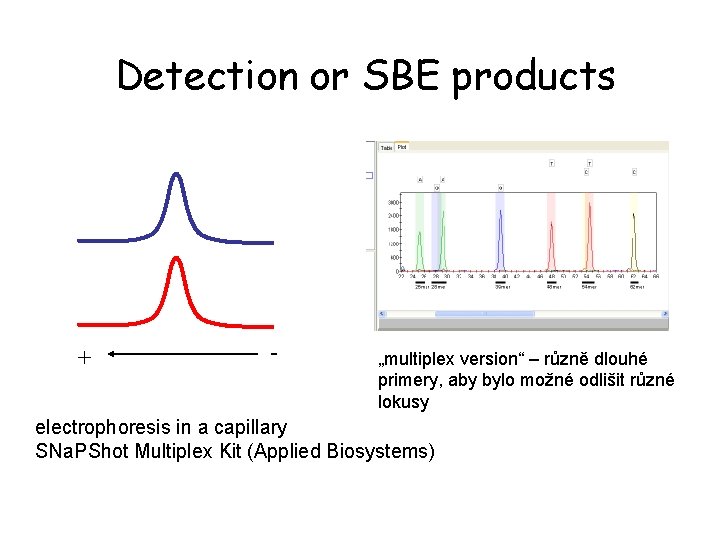 Detection or SBE products + - „multiplex version“ – různě dlouhé primery, aby bylo