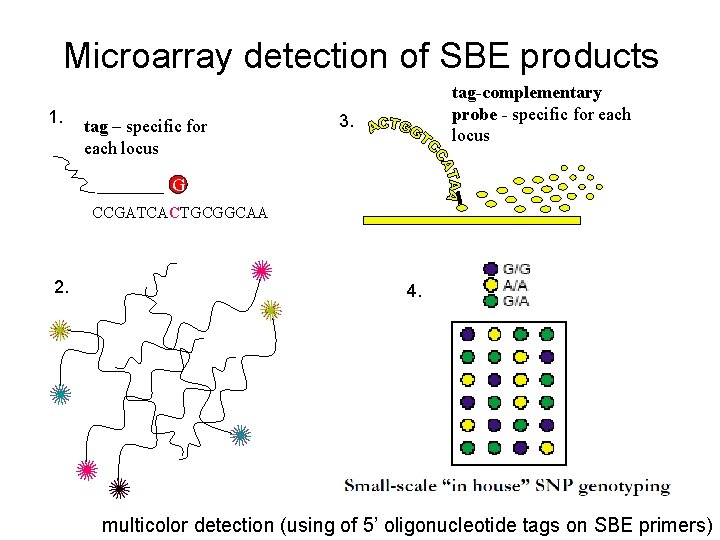 Microarray detection of SBE products 1. tag – specific for each locus tag-complementary probe