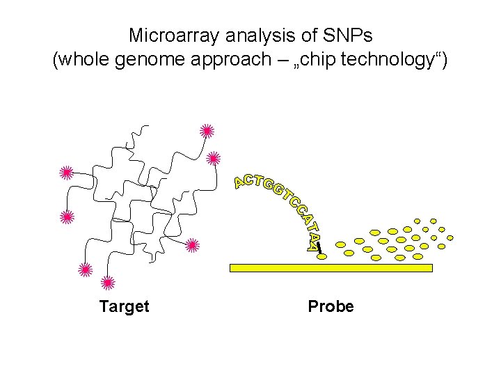 Microarray analysis of SNPs (whole genome approach – „chip technology“) Target Probe 