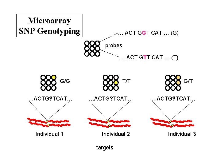 Microarray SNP Genotyping … ACT GGT CAT … (G) probes … ACT GTT CAT