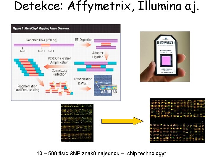 Detekce: Affymetrix, Illumina aj. 10 – 500 tisíc SNP znaků najednou – „chip technology“