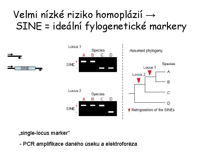 Velmi nízké riziko homoplázií → SINE = ideální fylogenetické markery SINE „single-locus marker“ -