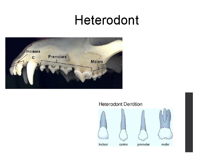 Heterodont Heterodont