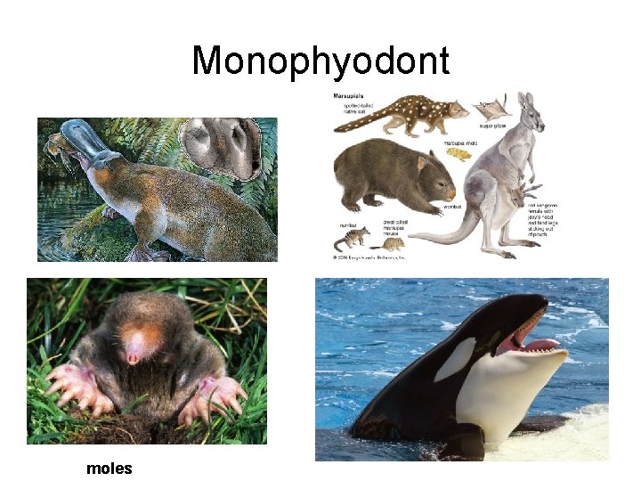 Monophyodont moles Monophyodont moles