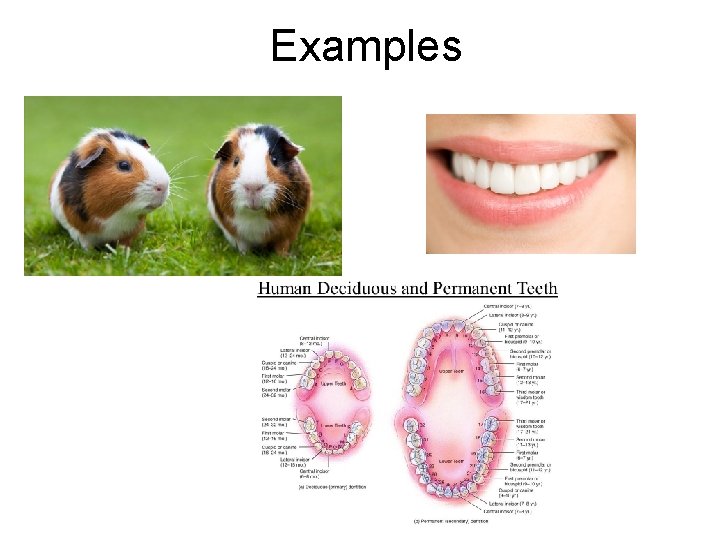 Examples Examples
