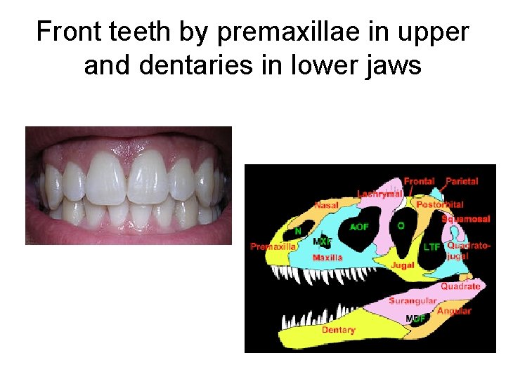Front teeth by premaxillae in upper and dentaries in lower jaws Front teeth by premaxillae in upper and dentaries in lower jaws