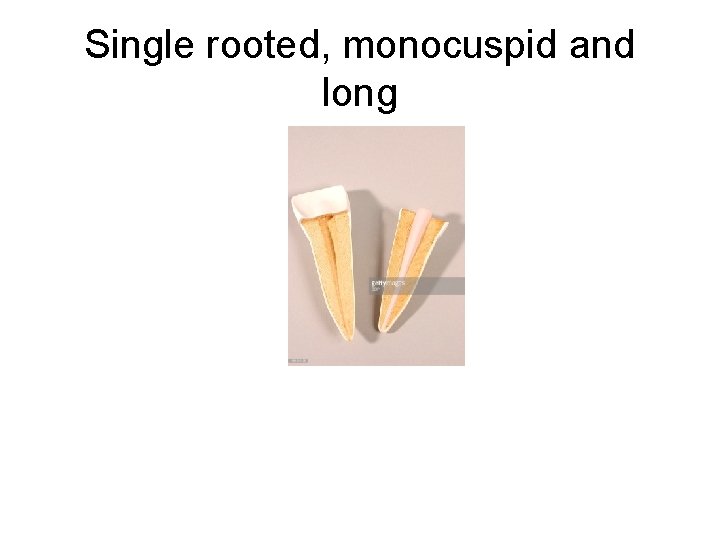 Single rooted, monocuspid and long 