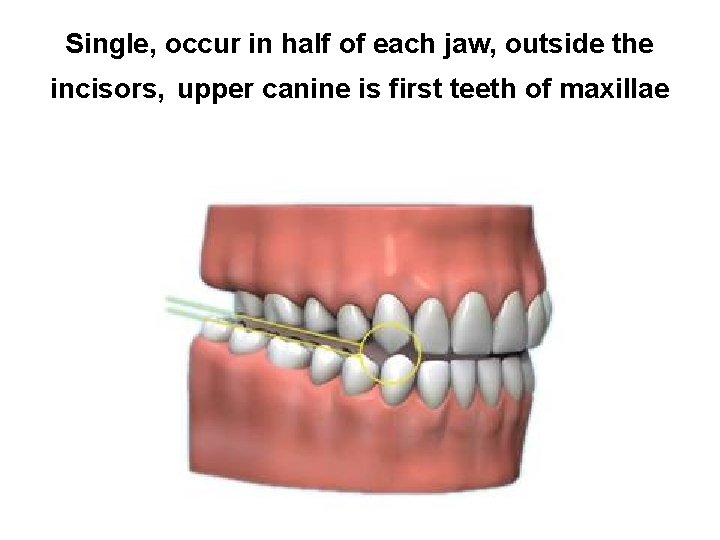 Single, occur in half of each jaw, outside the incisors, upper canine is first Single, occur in half of each jaw, outside the incisors, upper canine is first