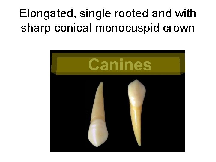 Elongated, single rooted and with sharp conical monocuspid crown 