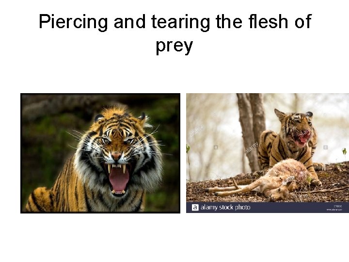 Piercing and tearing the flesh of prey 