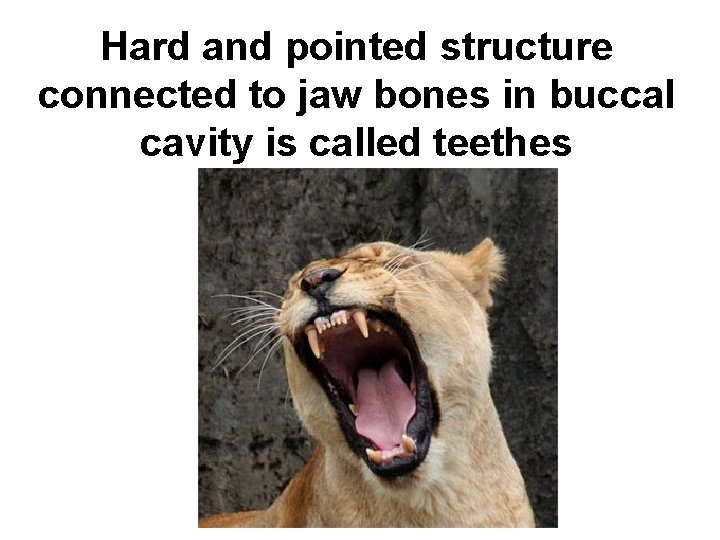 Hard and pointed structure connected to jaw bones in buccal cavity is called teethes