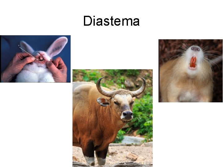 Diastema Diastema