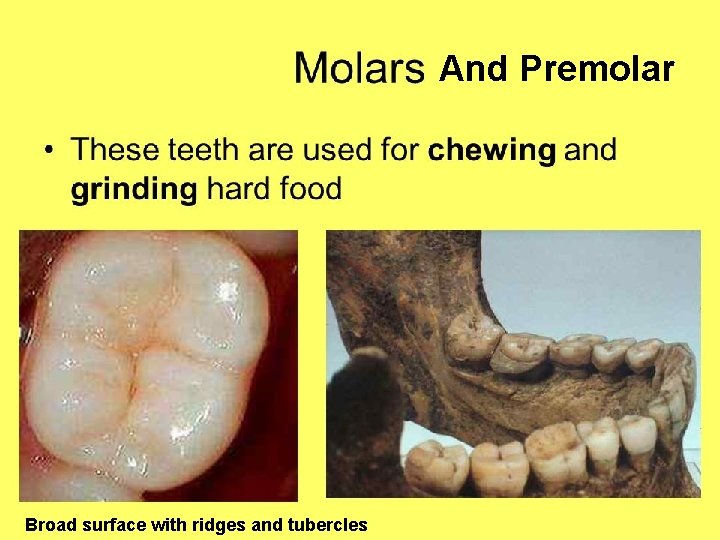 And Premolar Broad surface with ridges and tubercles And Premolar Broad surface with ridges and tubercles