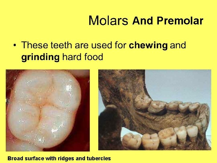 And Premolar Broad surface with ridges and tubercles 