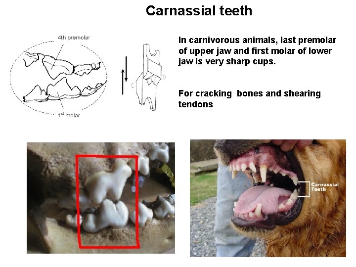 Carnassial teeth In carnivorous animals, last premolar of upper jaw and first molar of